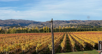 Three Miners Vineyard in Autumn 2024