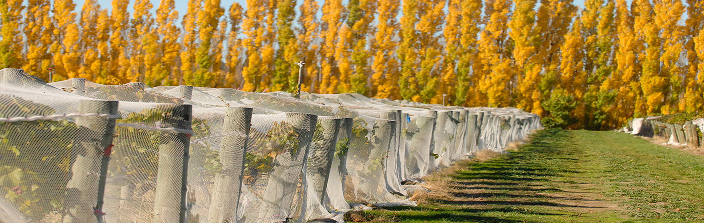 Three Miners Vineyard rows of grape vines